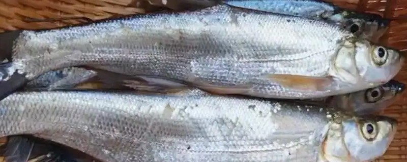 短臀白鱼是什么鱼？