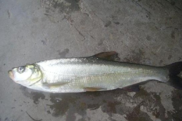 短臀白鱼是什么鱼?