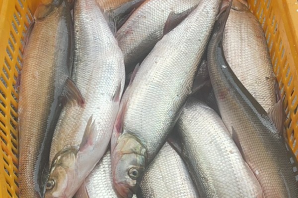 短臀白鱼是什么鱼?