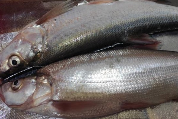 短臀白鱼是什么鱼?