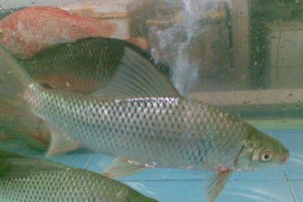 杞麓白鱼是什么鱼?