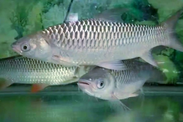 杞麓白鱼是什么鱼?