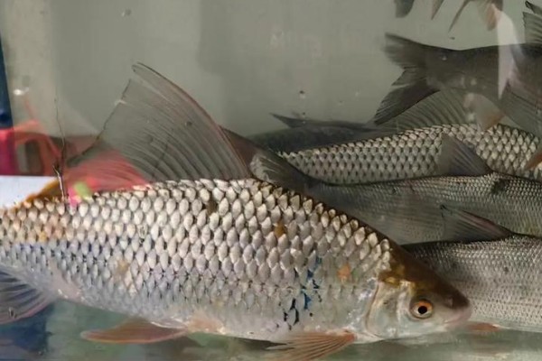 杞麓白鱼是什么鱼?