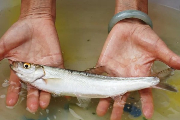 星云白鱼是什么鱼？