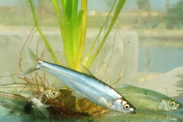 星云白鱼是什么鱼？