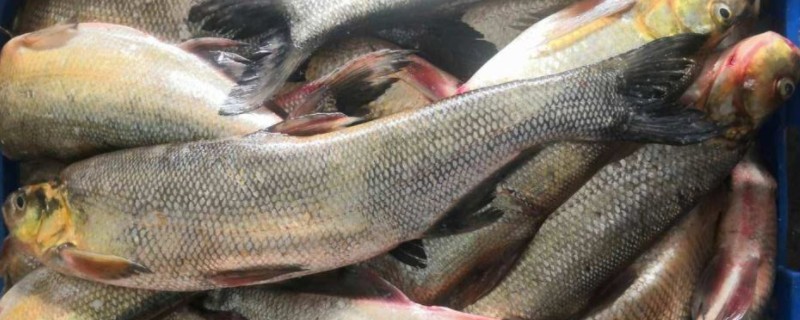 斑白鱼是什么鱼？