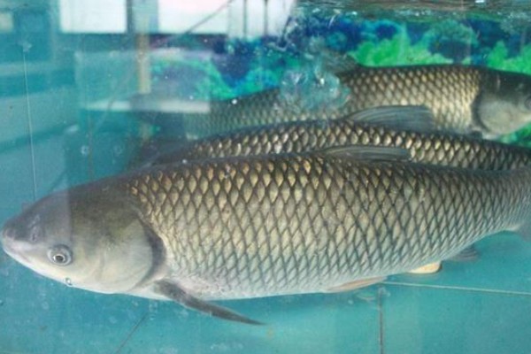 斑白鱼是什么鱼？