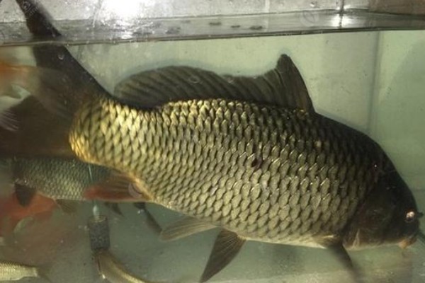 斑白鱼是什么鱼？