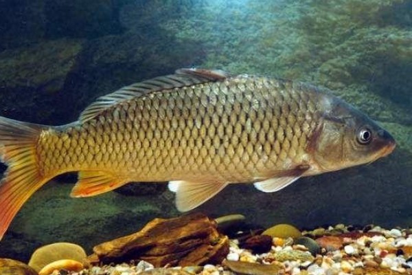 斑白鱼是什么鱼？