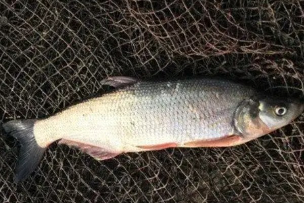 长尾白鱼是什么鱼？