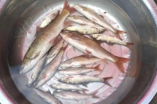 嵩明白鱼是什么鱼？