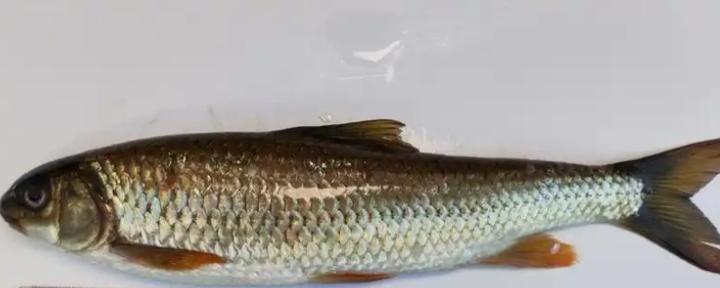 嵩明白鱼是什么鱼？