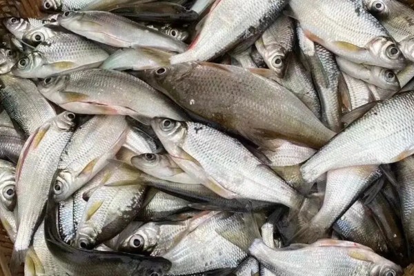 嵩明白鱼是什么鱼？