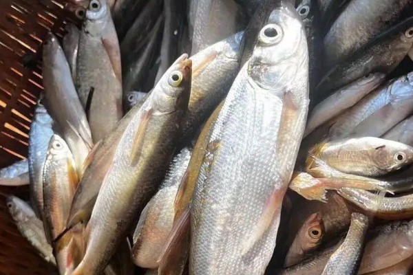 嵩明白鱼是什么鱼？