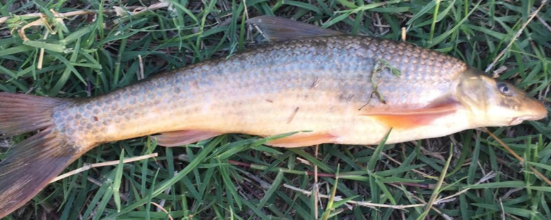 山白鱼是什么鱼？