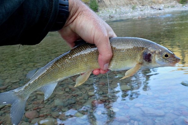 山白鱼是什么鱼？