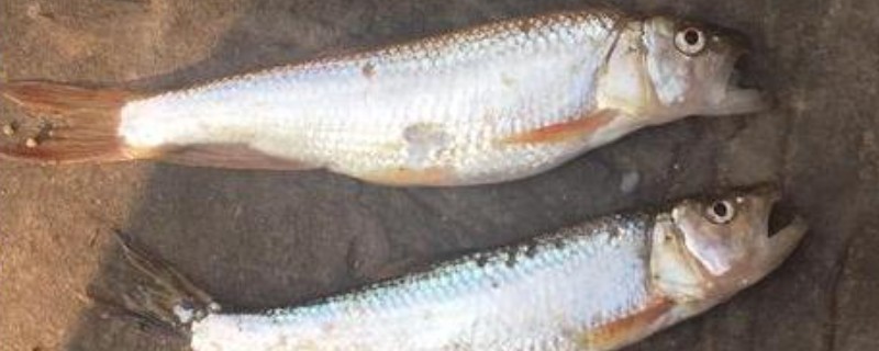 银白鱼是什么鱼？