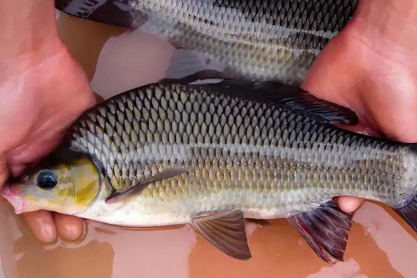 山白鱼是什么鱼？