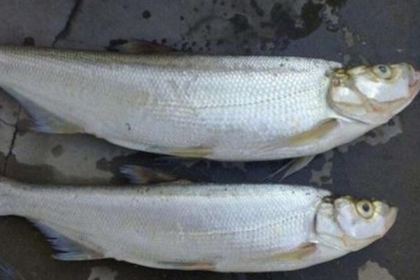 宜良白鱼是什么鱼？