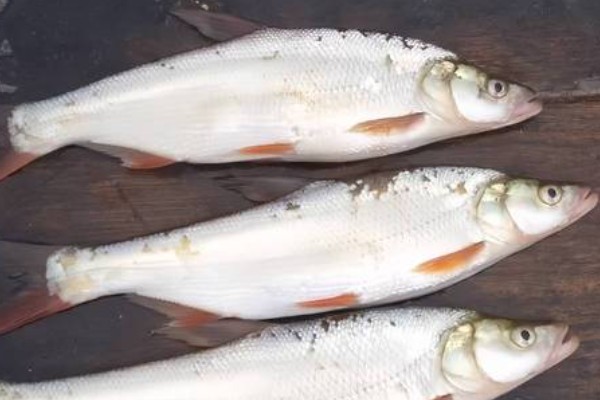 宜良白鱼是什么鱼？