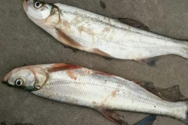 宜良白鱼是什么鱼？