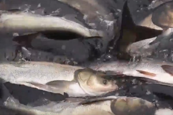 大鳞白鱼是什么鱼？