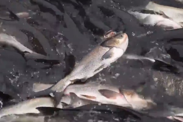 大鳞白鱼是什么鱼？