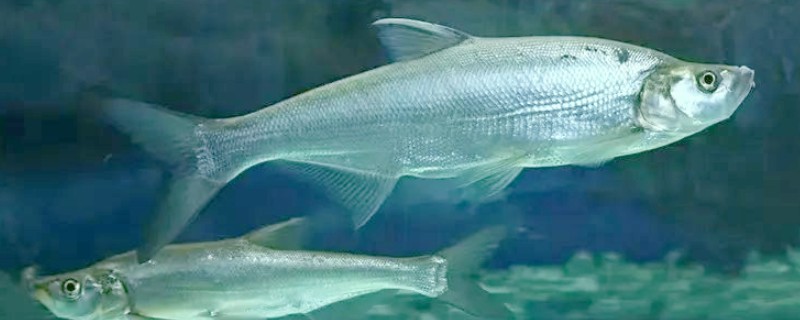 大鳞白鱼是什么鱼?