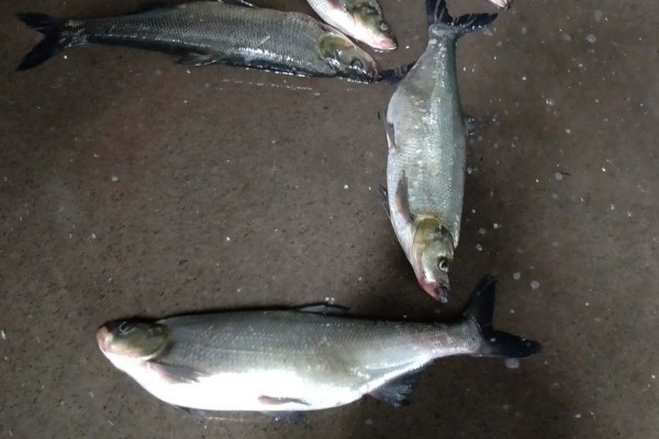 大鳞白鱼是什么鱼？