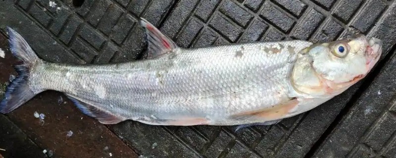 多鳞白鱼是什么鱼?