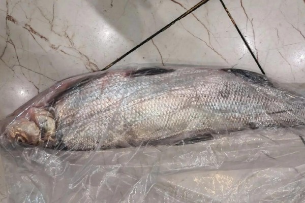 多鳞白鱼是什么鱼?