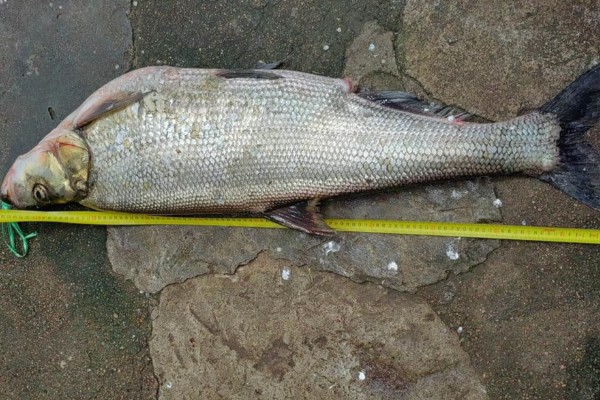 多鳞白鱼是什么鱼?