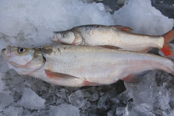 多鳞白鱼是什么鱼?