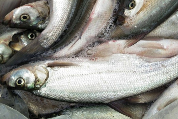 多鳞白鱼是什么鱼?