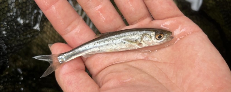 多衣河白鱼是什么鱼?