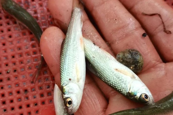多衣河白鱼是什么鱼?