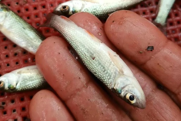 多衣河白鱼是什么鱼?