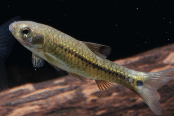 黑背波鱼是什么鱼?