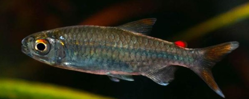 黑背波鱼是什么鱼?