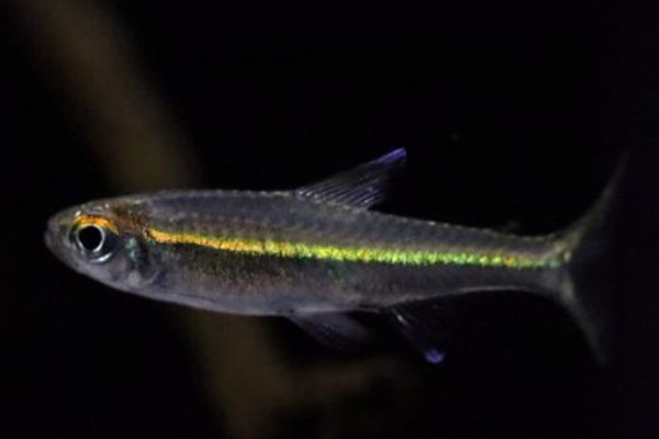 黑背波鱼是什么鱼?