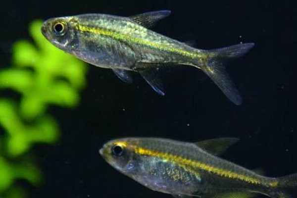 黑背波鱼是什么鱼?