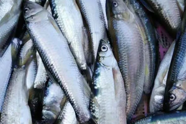 少耙白鱼是什么鱼?