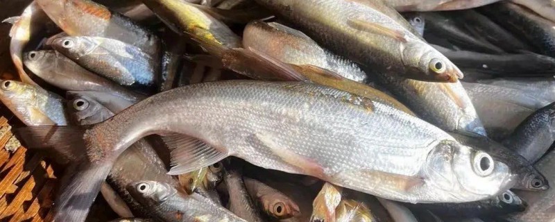 麦氏波鱼是什么鱼?