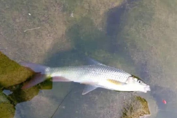 少耙白鱼是什么鱼?