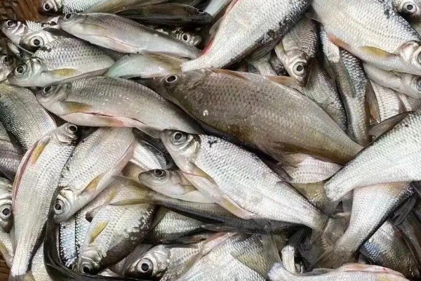 麦氏波鱼是什么鱼?