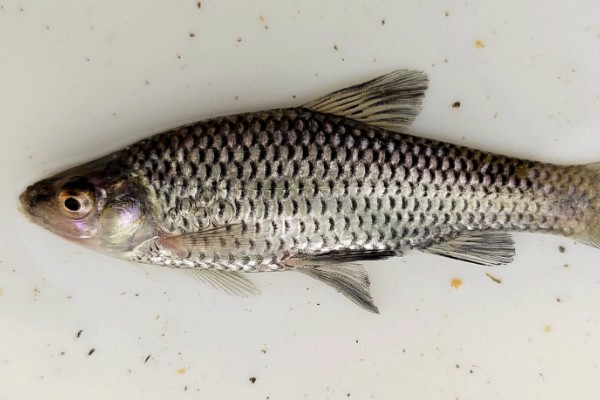 麦氏波鱼是什么鱼?