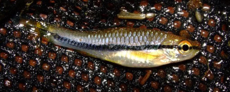 艾氏波鱼是什么鱼?