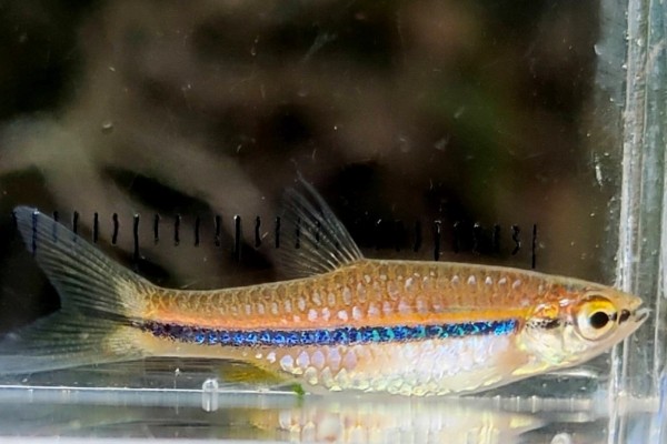 艾氏波鱼是什么鱼？