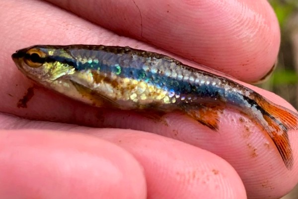 艾氏波鱼是什么鱼？