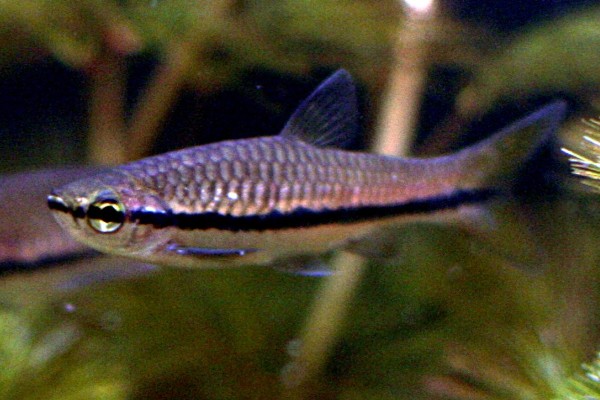 艾氏波鱼是什么鱼？